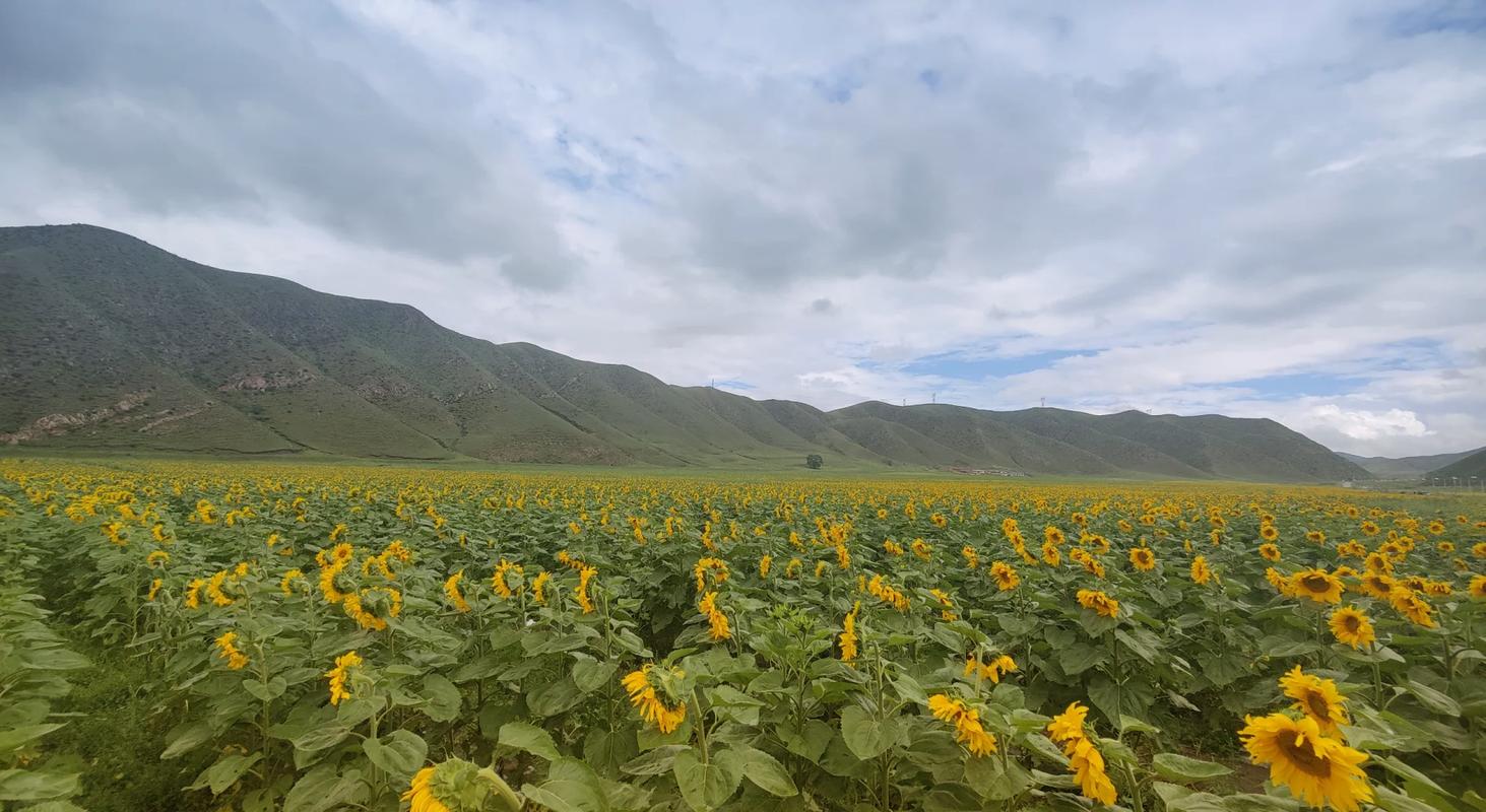 泰国哪些景点最好，泰国旅游必去景点推荐，西蒙水果种植基地地址。 泰国哪些景点最好，泰国旅游必去景点推荐，西蒙水果种植基地地址。 畜牧养殖