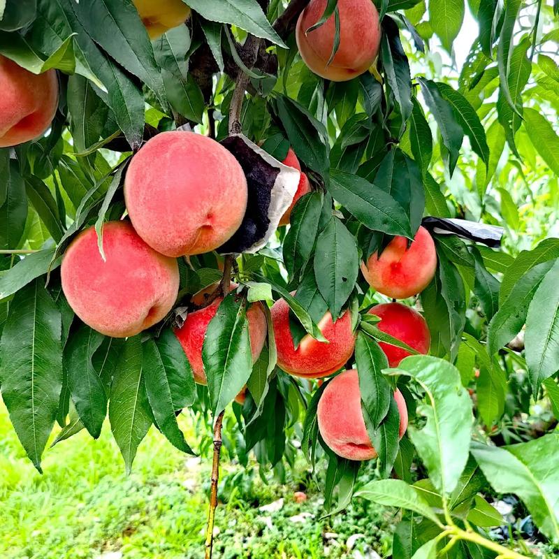 北京郊区有十亩地，种植什么比较好，北京出租种植水果土地政策。 北京郊区有十亩地，种植什么比较好，北京出租种植水果土地政策。 家禽养殖