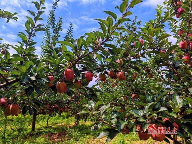 平顺县都有些什么特产，高平水果种植基地。 平顺县都有些什么特产，高平水果种植基地。 家禽养殖