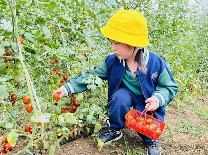 幼儿园可以种植蔬菜和植物有那些，幼儿种植什么水果好吃又营养。 幼儿园可以种植蔬菜和植物有那些，幼儿种植什么水果好吃又营养。 水果种植