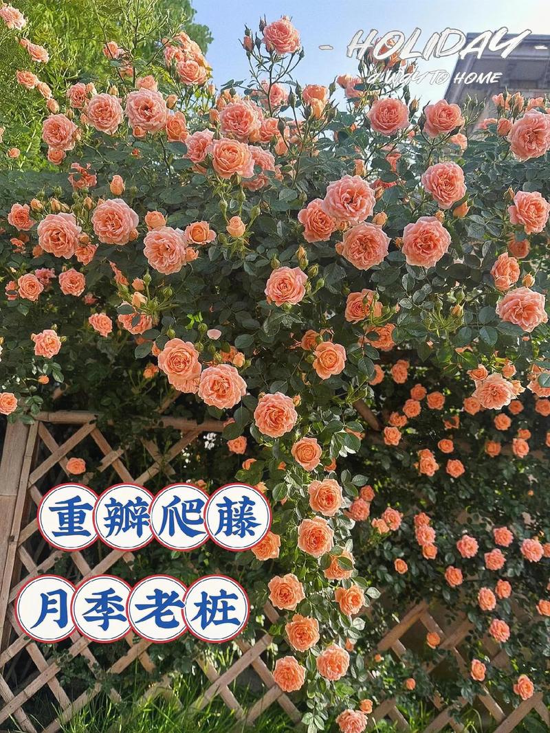 买回来的爬藤月季带花苞怎么种植，水果月季种植教程视频大全。 买回来的爬藤月季带花苞怎么种植，水果月季种植教程视频大全。 土壤施肥