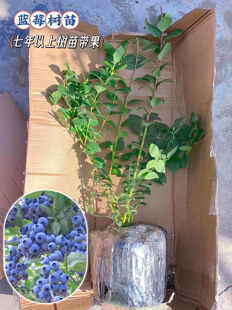 蓝莓在家里怎样种植，水果家庭蓝莓怎么种植视频。 蓝莓在家里怎样种植，水果家庭蓝莓怎么种植视频。 家禽养殖