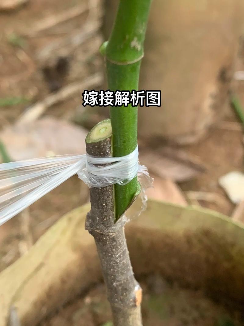 一棵树上嫁接多种水果方法，家庭种植水果嫁接视频。 一棵树上嫁接多种水果方法，家庭种植水果嫁接视频。 土壤施肥