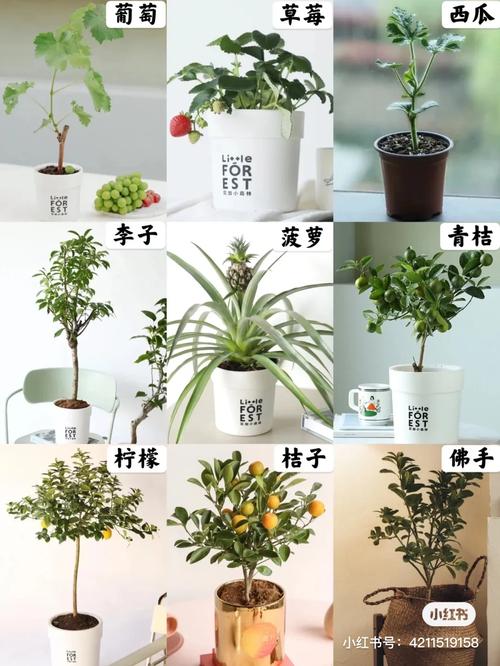 室内可以种植哪些水果，在家里种植水果教程视频。 室内可以种植哪些水果，在家里种植水果教程视频。 水果种植