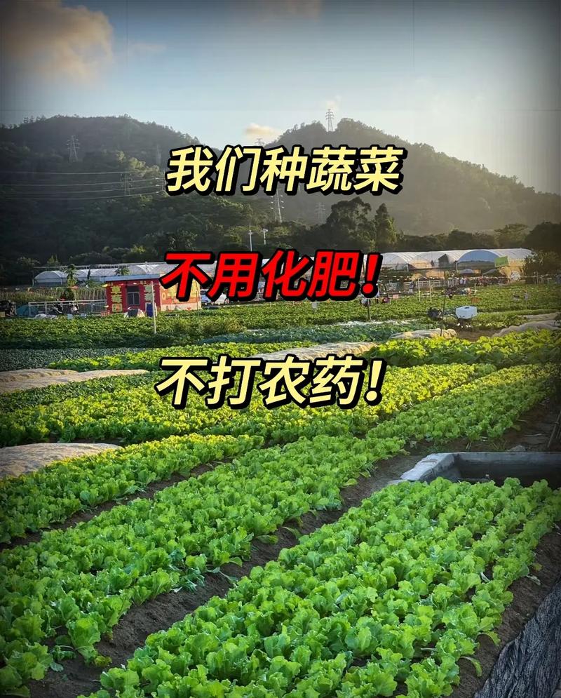 什么时候可以种菜园子，什么时候能种植蔬菜水果呢。 什么时候可以种菜园子，什么时候能种植蔬菜水果呢。 水果种植