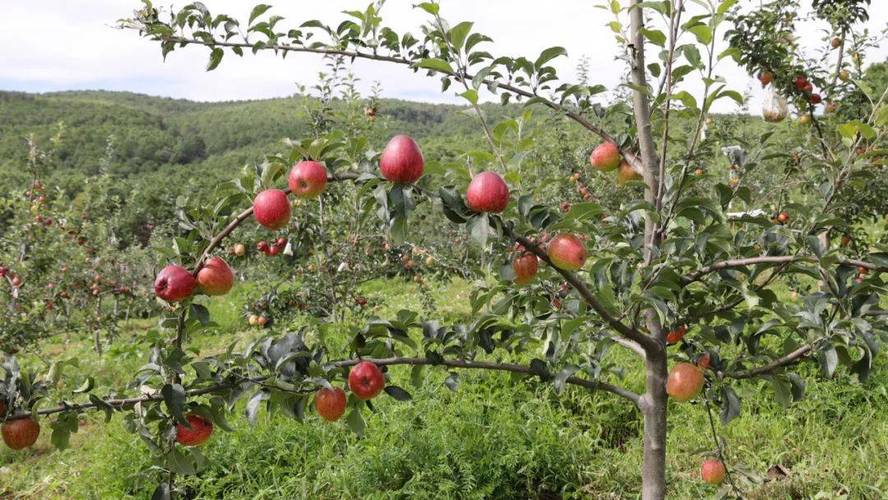 陕南农村适合种植什么，平果县种植水果基地。 陕南农村适合种植什么，平果县种植水果基地。 水果种植