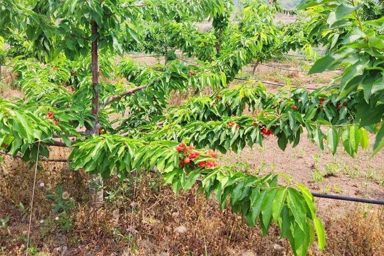 湖南衡阳适合种樱桃吗，衡阳农村水果种植基地。 湖南衡阳适合种樱桃吗，衡阳农村水果种植基地。 蔬菜种植