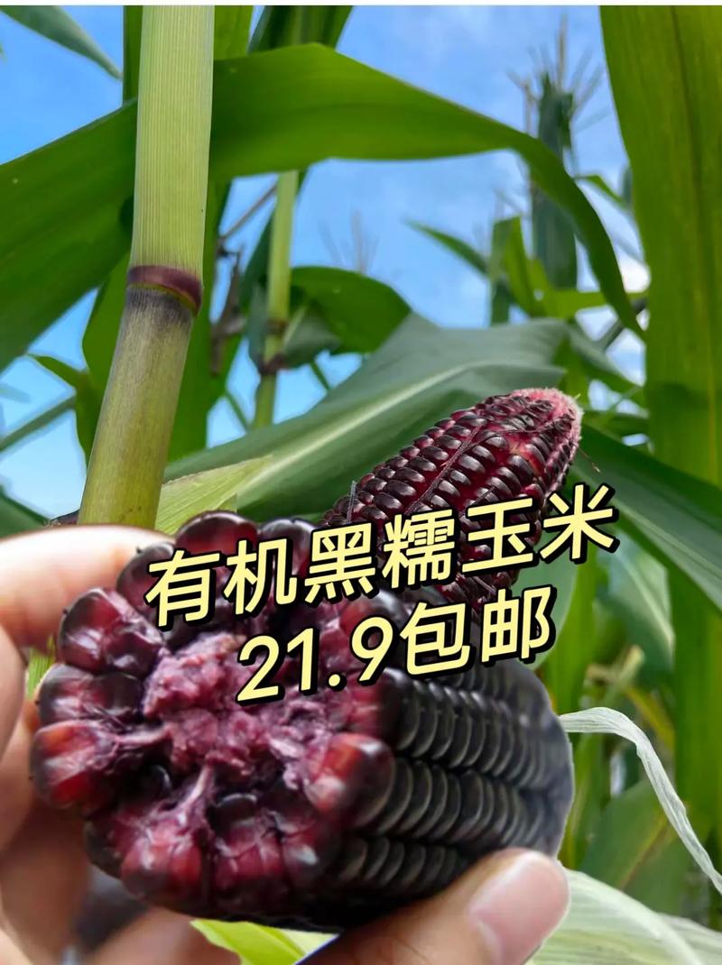 秋糯玉米的最佳种植时间是什么时候，广西秋季种植水果有哪些。 秋糯玉米的最佳种植时间是什么时候，广西秋季种植水果有哪些。 水果种植