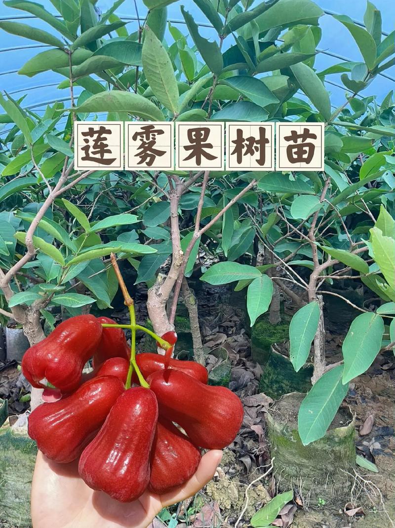 江苏莲雾果树种植技术，莲雾水果国内种植基地。 江苏莲雾果树种植技术，莲雾水果国内种植基地。 家禽养殖