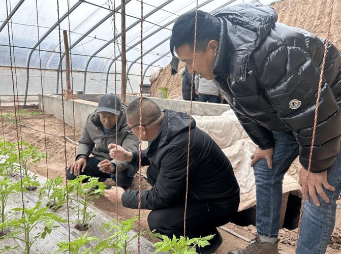 东北的土地冬天能种什么，东北防冻水果种植基地在哪里。 东北的土地冬天能种什么，东北防冻水果种植基地在哪里。 水果种植