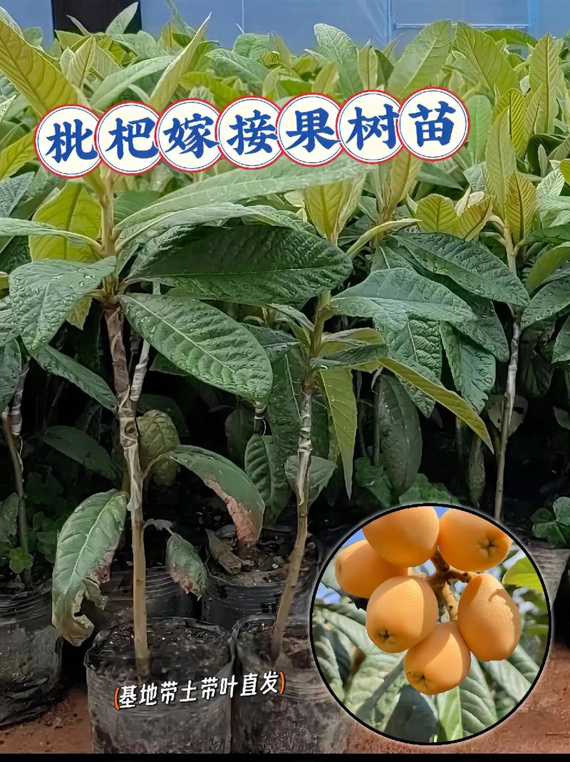 南方适合种植什么水果，种植南方水果的方法有哪些。 南方适合种植什么水果，种植南方水果的方法有哪些。 土壤施肥