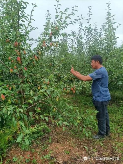 大家说说2019年农村创业点子都有哪些，水果种植农户。 大家说说2019年农村创业点子都有哪些，水果种植农户。 家禽养殖