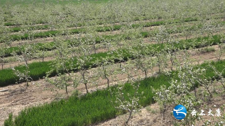 太康能种苹果树吗？试合什么样的品种，太康苹果水果种植基地地址。 太康能种苹果树吗？试合什么样的品种，太康苹果水果种植基地地址。 蔬菜种植