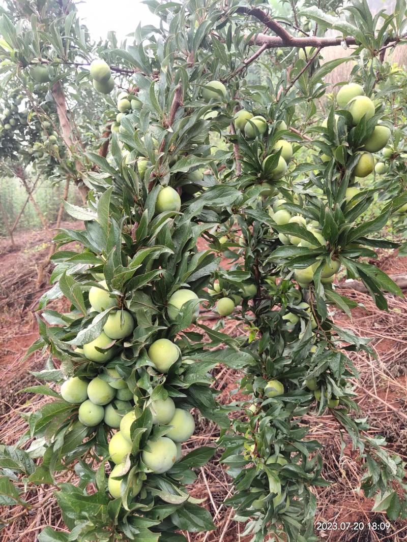 种植什么水果比较好？在哪里种植，在哪可以学种植水果技术。 种植什么水果比较好？在哪里种植，在哪可以学种植水果技术。 蔬菜种植