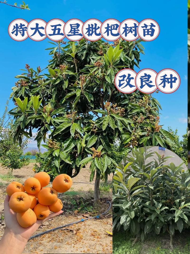 那里的枇杷树，种植场地面积大，湖南水果枇杷种植基地在哪里。 那里的枇杷树，种植场地面积大，湖南水果枇杷种植基地在哪里。 蔬菜种植