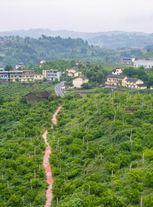 重庆地种什么水果好，重庆大水果种植基地在哪里。 重庆地种什么水果好，重庆大水果种植基地在哪里。 畜牧养殖