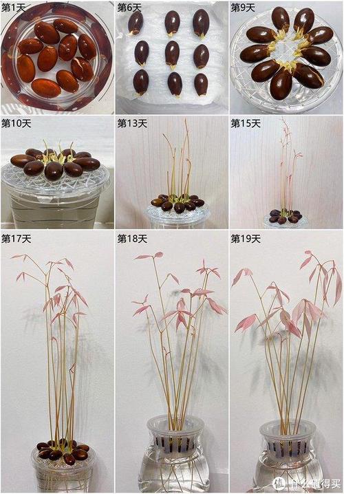 水果核怎么种才能结果，水果种花怎么种植视频。 水果核怎么种才能结果，水果种花怎么种植视频。 畜牧养殖