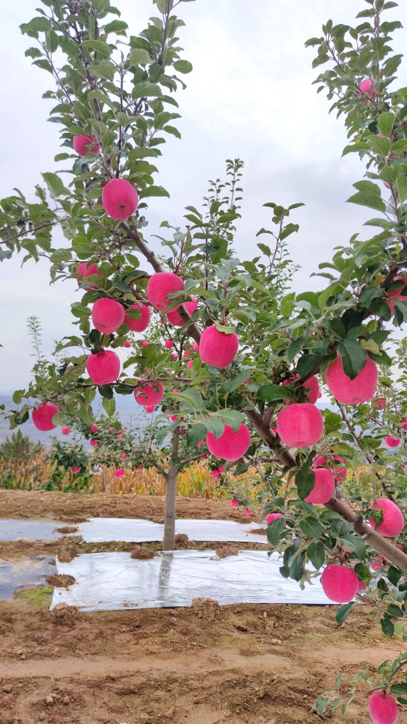 福建高山区适宜种植的果树，苹果种在山上吗。 福建高山区适宜种植的果树，苹果种在山上吗。 水果种植