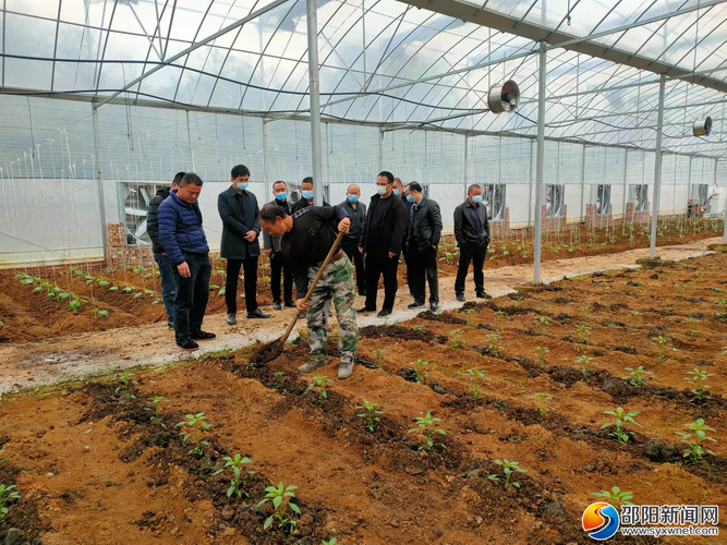 湖南邵阳北塔区近郊适合种植什么样的棵树，邵阳蔬菜水果种植基地。 湖南邵阳北塔区近郊适合种植什么样的棵树，邵阳蔬菜水果种植基地。 蔬菜种植