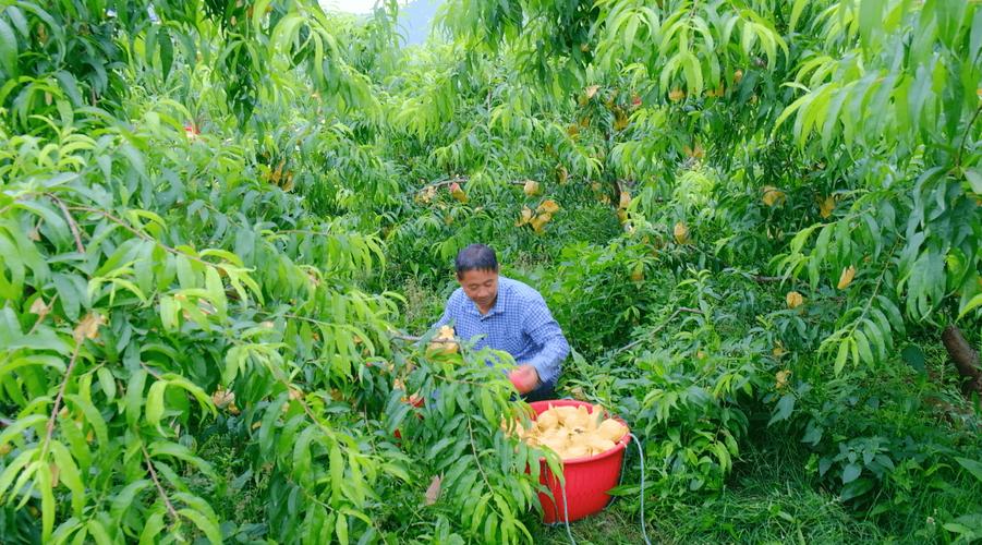 简阳水果品质如何，成都简阳水果种植基地在哪里。 简阳水果品质如何，成都简阳水果种植基地在哪里。 水果种植