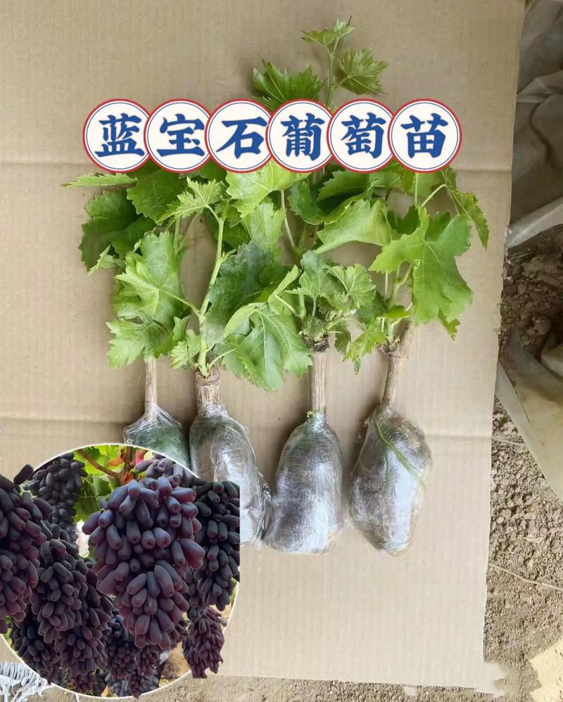 家庭院子里能种葡萄吗，自驾阳台种植水果好吗视频。 家庭院子里能种葡萄吗，自驾阳台种植水果好吗视频。 家禽养殖