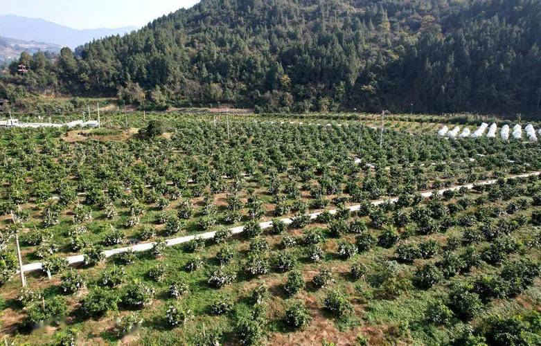 华北平原有多发达，大悟县种植水果基地。 华北平原有多发达，大悟县种植水果基地。 家禽养殖