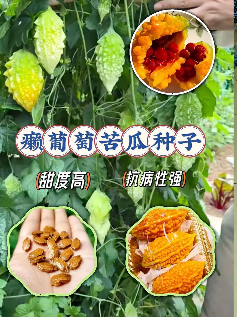 水果苦瓜种子怎么种植，野生苦瓜种植水果有哪些。