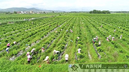 贵港种植水果哪里最多，新桥镇水果种植基地在哪里。