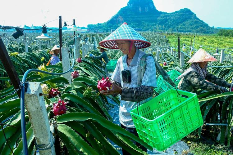 怎么运营大型水果多品种种植基地，水果采摘园种植模式有哪些。